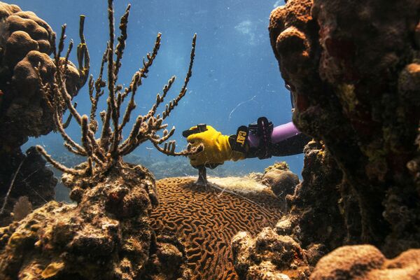 Техник-исследователь Даниэль Лассин удалет погибшую часть коралла вида Pseudodiploria strigosa возле Университета Виргинских островов в Сент-Томасе - Sputnik Армения