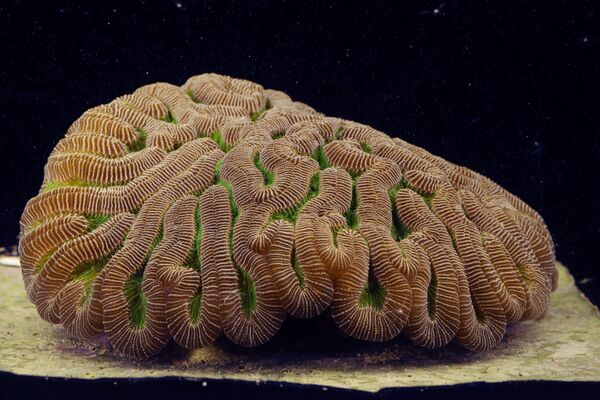 Коралл вида Colpophyllia natans - Sputnik Армения