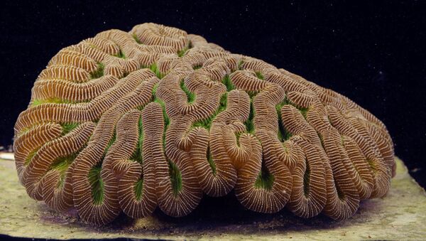 Коралл вида Colpophyllia natans - Sputnik Армения