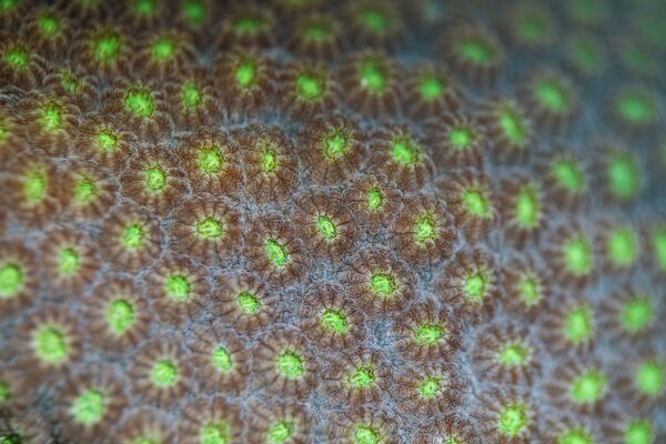 Полипы на коралле вида Orbicella faveolata - Sputnik Армения