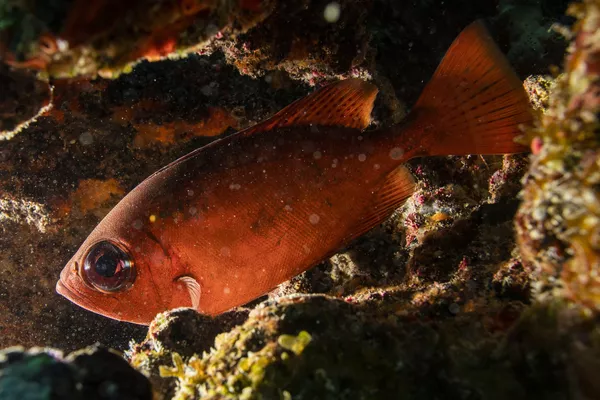 Рыба вида Bigeye среди кораллов возле Университета Виргинских островов в Сент-Томасе Рыба вида Bigeye среди кораллов возле Университета Виргинских островов в Сент-Томасе - Sputnik Армения