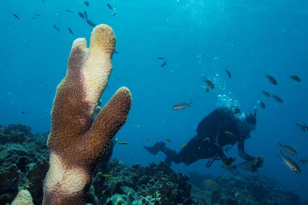 Дайвер проплывает мимо коралла вида Dendrogyra cylindricus возле Университета Виргинских островов в Сент-Томасе - Sputnik Армения