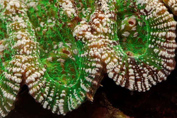 Полипы на коралле вида Mycetophyllia alicia Полипы на коралле вида Mycetophyllia alicia - Sputnik Армения