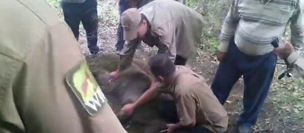 Спасение медведя в Армении - Sputnik Армения