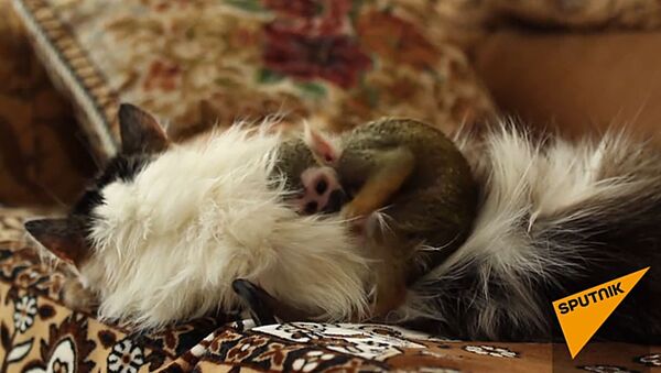Трогательная история: эта кошка заменила маму маленькой обезьянке — видео - Sputnik Армения