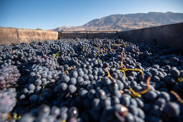 Ջուրը լցնե՞լ, թե՞ ջրի գնով վաճառել խաղողը. աղավնաձորցիներն աջակցության կարիք ունեն Ջուրը լցնե՞լ, թե՞ ջրի գնով վաճառել խաղողը. աղավնաձորցիներն աջակցության կարիք ունեն - Sputnik Արմենիա