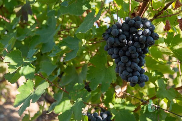 Сбор и закупка винограда в селе Ахавнадзор - Sputnik Армения