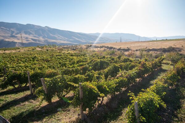 Ջուրը լցնե՞լ, թե՞ ջրի գնով վաճառել խաղողը. աղավնաձորցիներն աջակցության կարիք ունեն Ջուրը լցնե՞լ, թե՞ ջրի գնով վաճառել խաղողը. աղավնաձորցիներն աջակցության կարիք ունեն - Sputnik Արմենիա