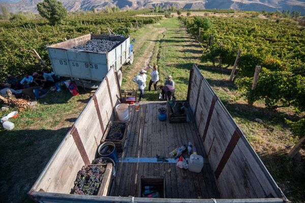 Ջուրը լցնե՞լ, թե՞ ջրի գնով վաճառել խաղողը. աղավնաձորցիներն աջակցության կարիք ունեն Ջուրը լցնե՞լ, թե՞ ջրի գնով վաճառել խաղողը. աղավնաձորցիներն աջակցության կարիք ունեն - Sputnik Արմենիա