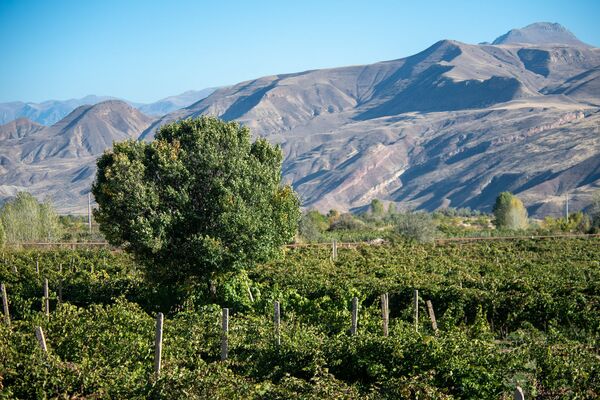 Ջուրը լցնե՞լ, թե՞ ջրի գնով վաճառել խաղողը. աղավնաձորցիներն աջակցության կարիք ունեն Ջուրը լցնե՞լ, թե՞ ջրի գնով վաճառել խաղողը. աղավնաձորցիներն աջակցության կարիք ունեն - Sputnik Արմենիա