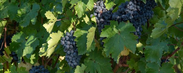 Сбор и закупка винограда в селе Ахавнадзор - Sputnik Армения