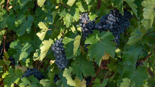 Град в Армении: помогут ли сельчанам, выращивающим виноград и абрикосы?