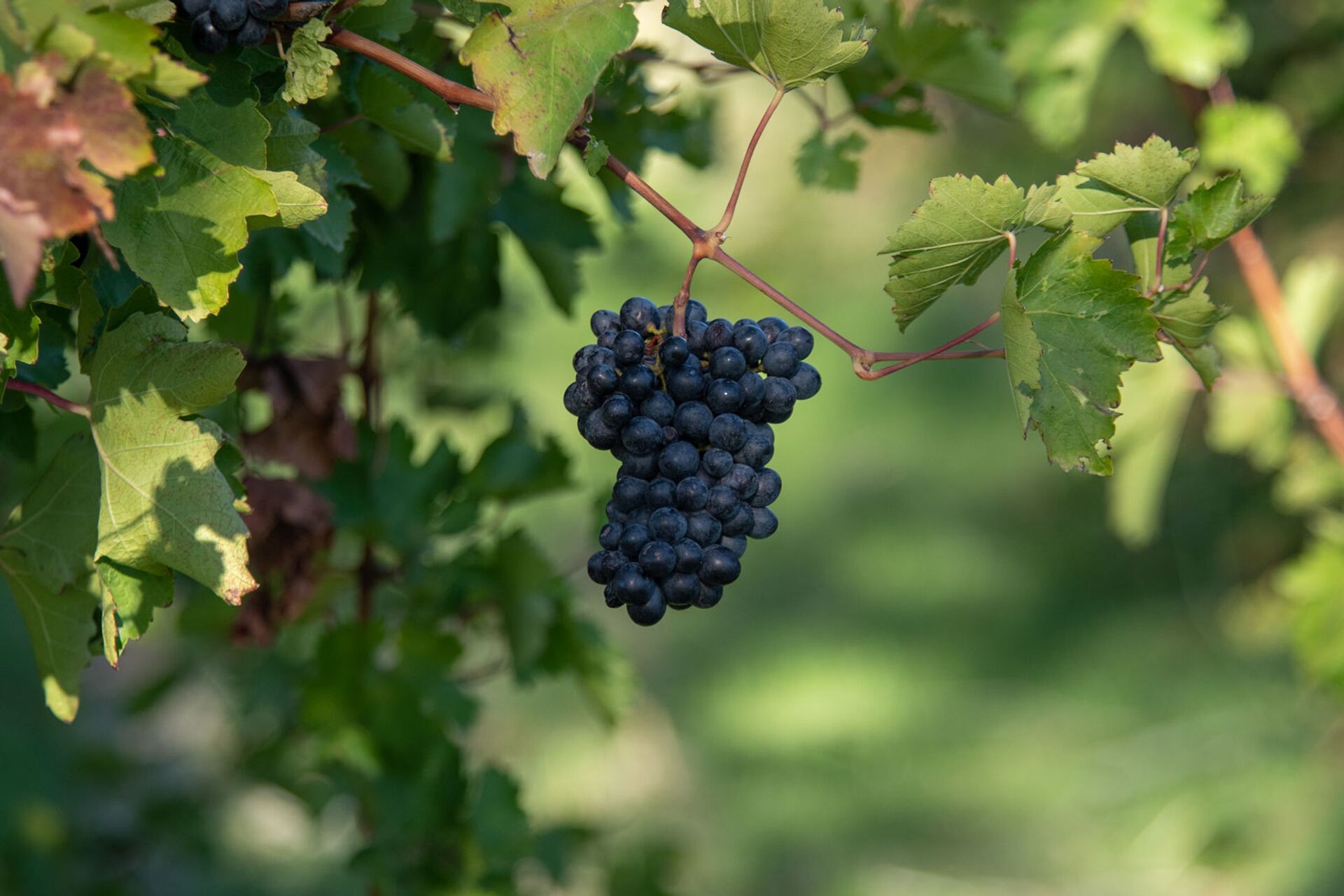 Сбор и закупка винограда в селе Ахавнадзор - Sputnik Армения, 1920, 04.02.2026