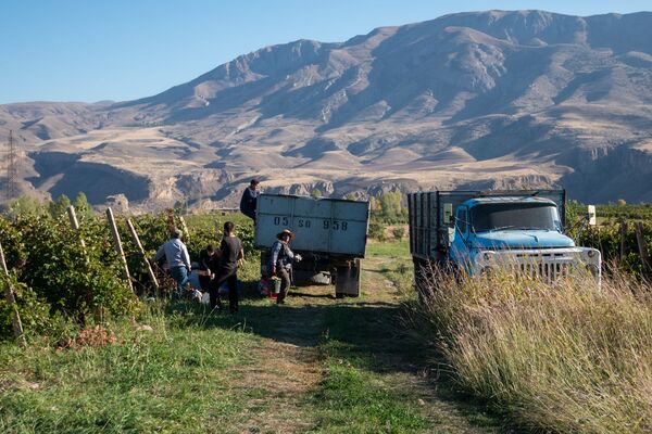 Как сбыть урожай и не разориться? В армянском Ахавнадзоре воюют с виноделами Как сбыть урожай и не разориться? В армянском Ахавнадзоре воюют с виноделами - Sputnik Армения