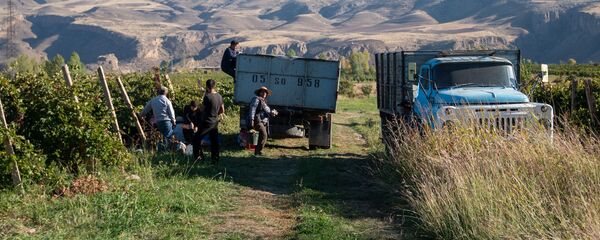 Сбор и закупка винограда в селе Ахавнадзор Сбор и закупка винограда в селе Ахавнадзор - Sputnik Армения