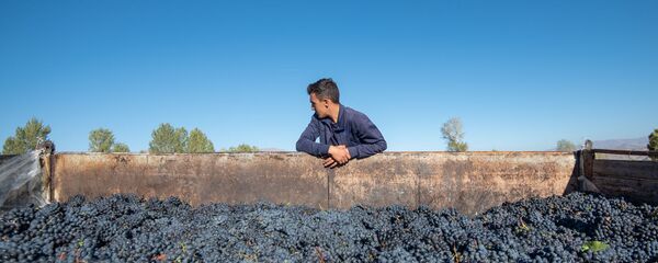 Сбор и закупка винограда в селе Ахавнадзор - Sputnik Армения