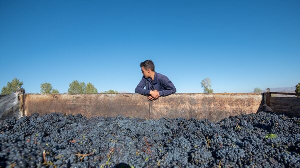 Сбор и закупка винограда в селе Ахавнадзор - Sputnik Армения
