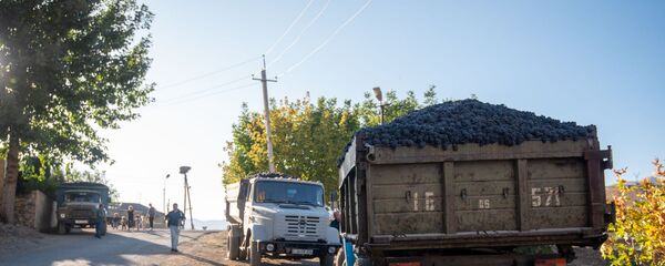 Сбор и закупка винограда в селе Ахавнадзор - Sputnik Армения