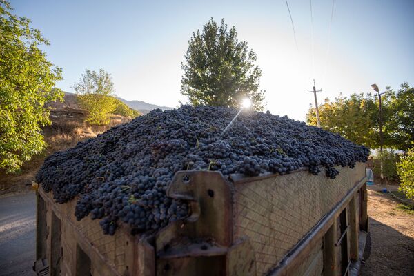 Как сбыть урожай и не разориться? В армянском Ахавнадзоре воюют с виноделами Как сбыть урожай и не разориться? В армянском Ахавнадзоре воюют с виноделами - Sputnik Армения