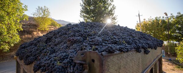 Сбор и закупка винограда в селе Ахавнадзор Сбор и закупка винограда в селе Ахавнадзор - Sputnik Արմենիա
