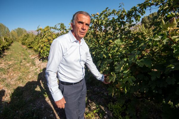 Как сбыть урожай и не разориться? В армянском Ахавнадзоре воюют с виноделами Как сбыть урожай и не разориться? В армянском Ахавнадзоре воюют с виноделами - Sputnik Армения