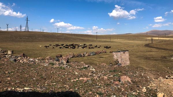 Կովեր - Sputnik Արմենիա