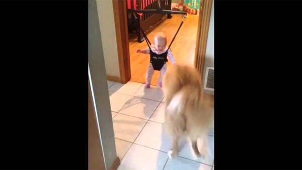 Собака очень смешно учит ребенка прыгать - Sputnik Армения