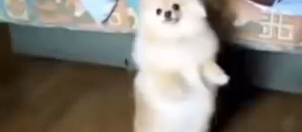 Шпиц танцует лезгинку - Sputnik Армения