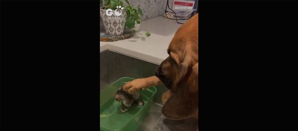 Собака Утешает Крошечного Приемного Котенка Собака Утешает Крошечного Приемного Котенка - Sputnik Արմենիա