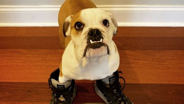 Авторы Instagram-аккаунта @dogsinrick публикуют посты с фотографиями собак в обуви Rick Owens Авторы Instagram-аккаунта @dogsinrick публикуют посты с фотографиями собак в обуви Rick Owens - Sputnik Армения