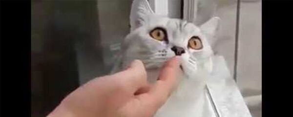 Ай да вкусняшка, за ногу кусь! - Sputnik Армения