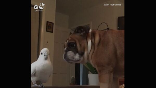 Собака и попугай играют - Sputnik Արմենիա
