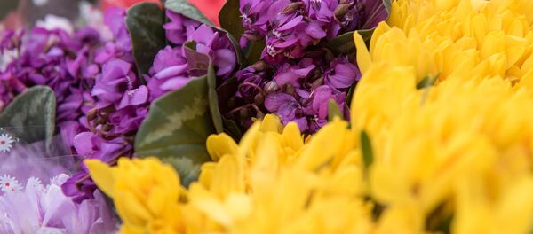 Подснежники и фиалки Подснежники и фиалки - Sputnik Армения