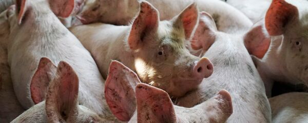 Свиньи Свиньи - Sputnik Армения