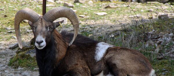 Муфлон в парке дикой природы в Бад-Мергентхайм, Германия - Sputnik Армения