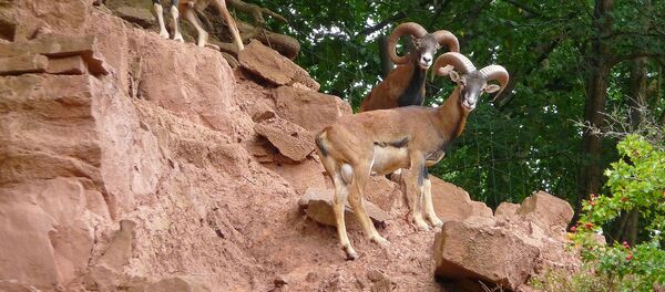 Муфлоны в Эйфельпарке Гондорф (Рейнланд-Пфальц, Германия) Муфлоны в Эйфельпарке Гондорф (Рейнланд-Пфальц, Германия) - Sputnik Արմենիա