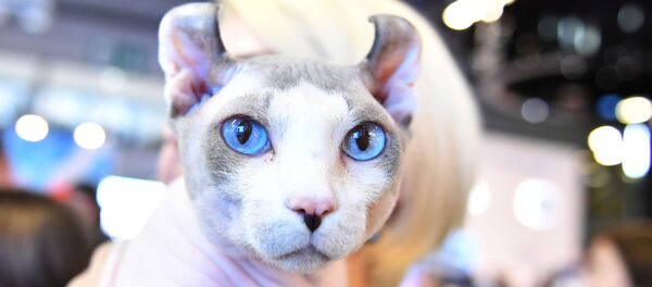 Кошка породы эльф Кошка породы эльф - Sputnik Արմենիա