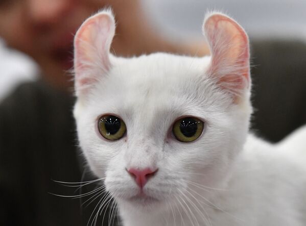 Кошка породы эльф - Sputnik Армения