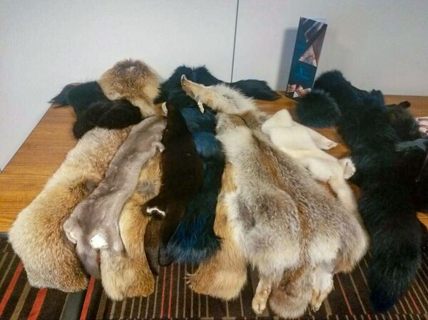 Շինշիլայի շուքը. ԵԱՏՄ–ն օգնել է, որ հայերը մուշտակ կարելով փող աշխատեն - Sputnik Արմենիա