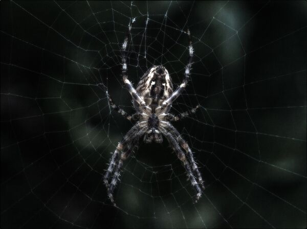 Паук - Sputnik Արմենիա