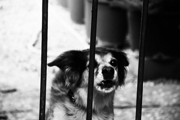 Собака - Sputnik Արմենիա