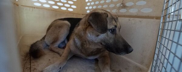 Пойманная в Ереванском зоопарке бродячая собака - Sputnik Արմենիա