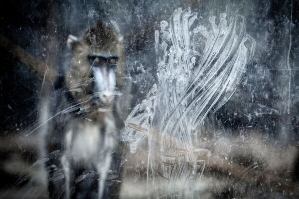 Снимок My hands испанского фотографа Miguel Ángel Rubio Robles, победивший в категории MAN AND NATURE конкурса GDT European wildlife photographer of the year 2019 - Sputnik Армения