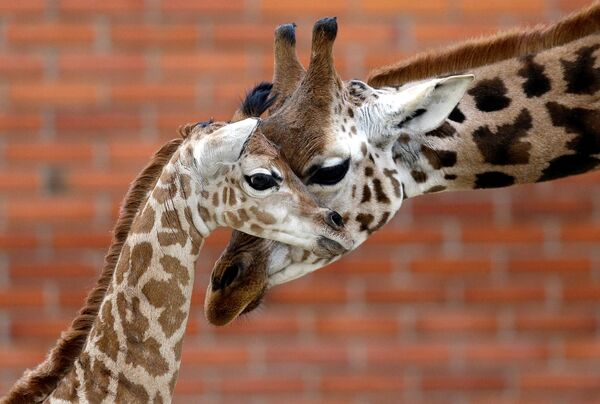 Новорожденный жираф с родителем в Либерецком зоопарке в Чехии - Sputnik Армения