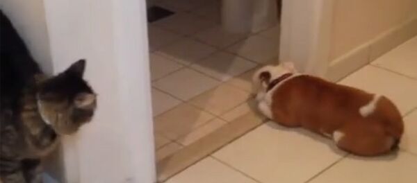 Дружба собак и кошек - Sputnik Армения