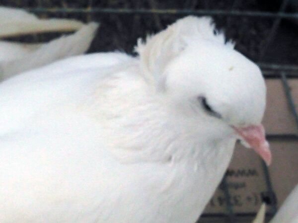 Голубь Ованнеса Голубь Ованнеса - Sputnik Армения