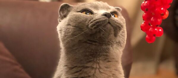 Кошка по кличке Ким Кошка по кличке Ким - Sputnik Արմենիա