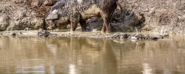 Кабан Кабан - Sputnik Армения