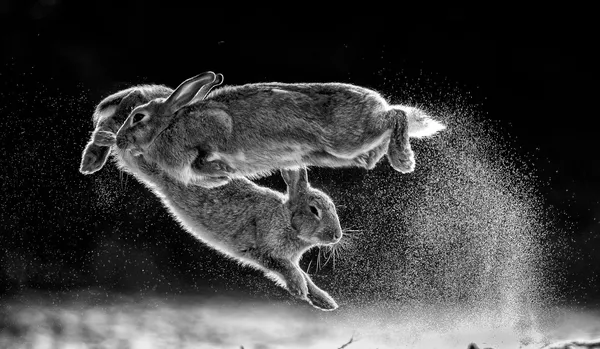 Снимок Jump венгерского фотографа Csaba Daróczi, победивший в конкурсе Nature Photographer of The Year 2019