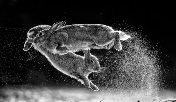 Снимок Jump венгерского фотографа Csaba Daróczi, победивший в конкурсе Nature Photographer of The Year 2019 - Sputnik Армения